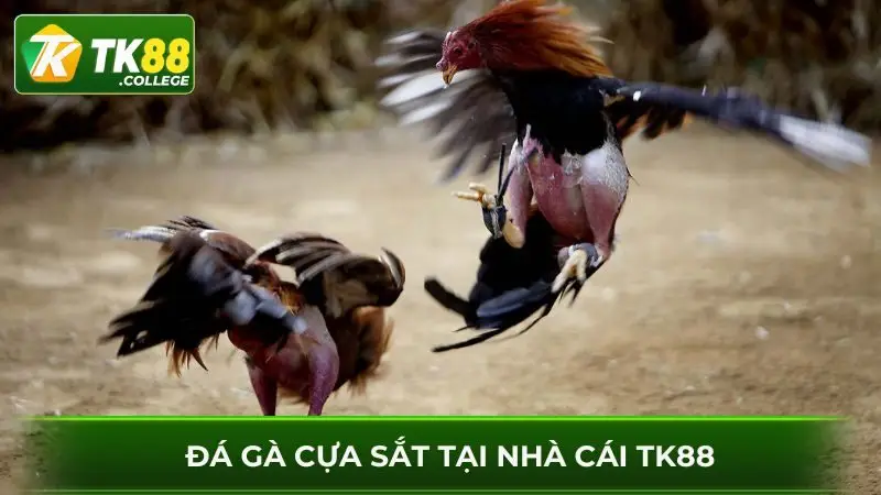 Da-ga-cua-sat-luon-duoc-uu-tien-lua-chon