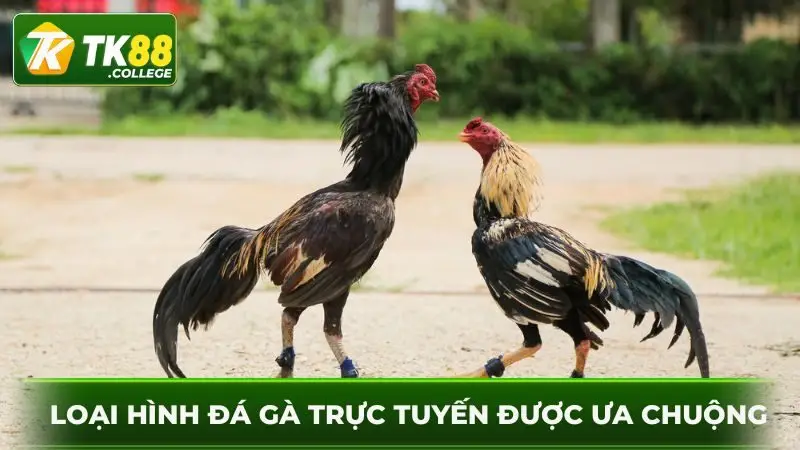 Loai-hinh-da-ga-truc-tuyen-TK88