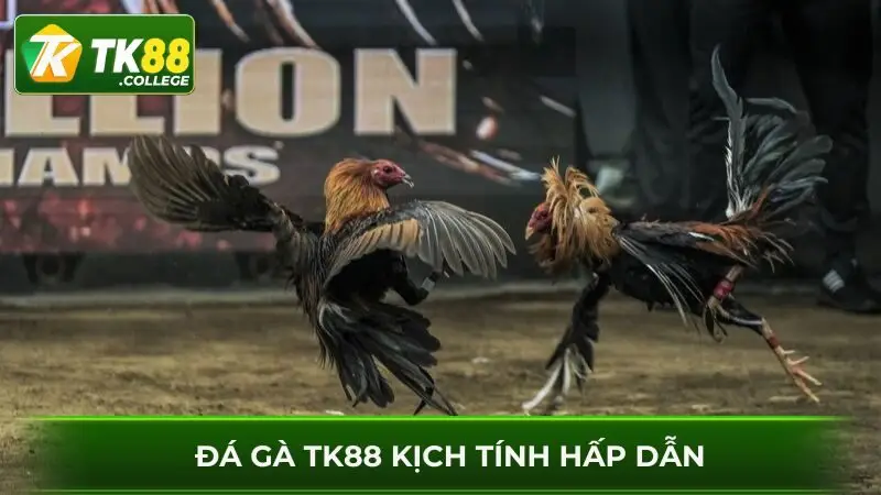 Tran-da-ga-kich-tinh-phat-truc-tiep-tai-TK88